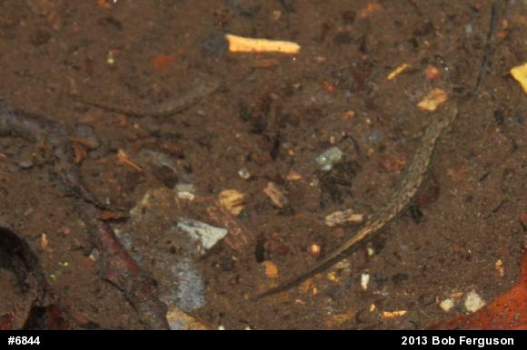Northern Two-lined Salamander