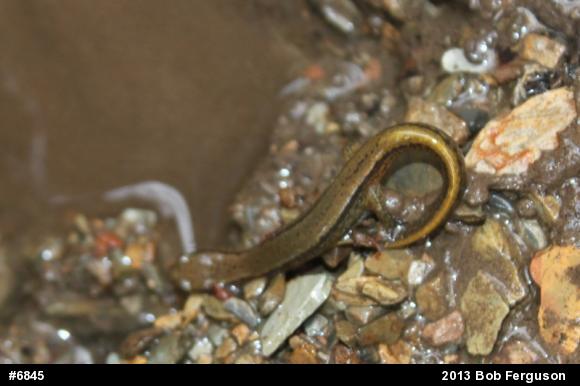 Northern Two-lined Salamander