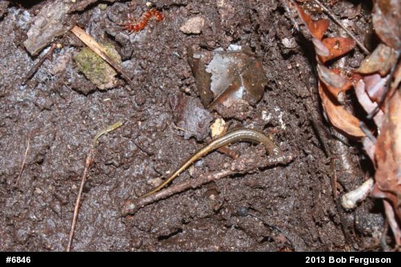 Northern Two-lined Salamander
