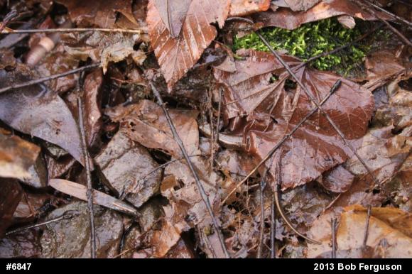 Northern Two-lined Salamander