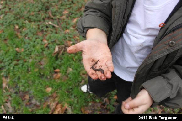 Northern Two-lined Salamander