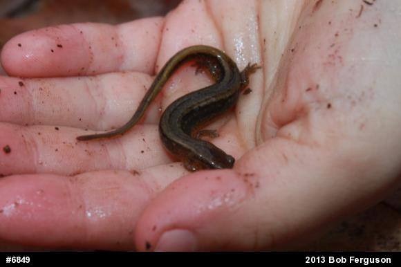 Northern Two-lined Salamander