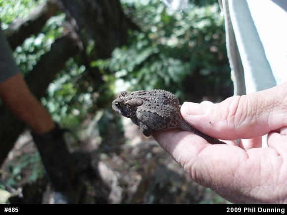 Eastern American Toad