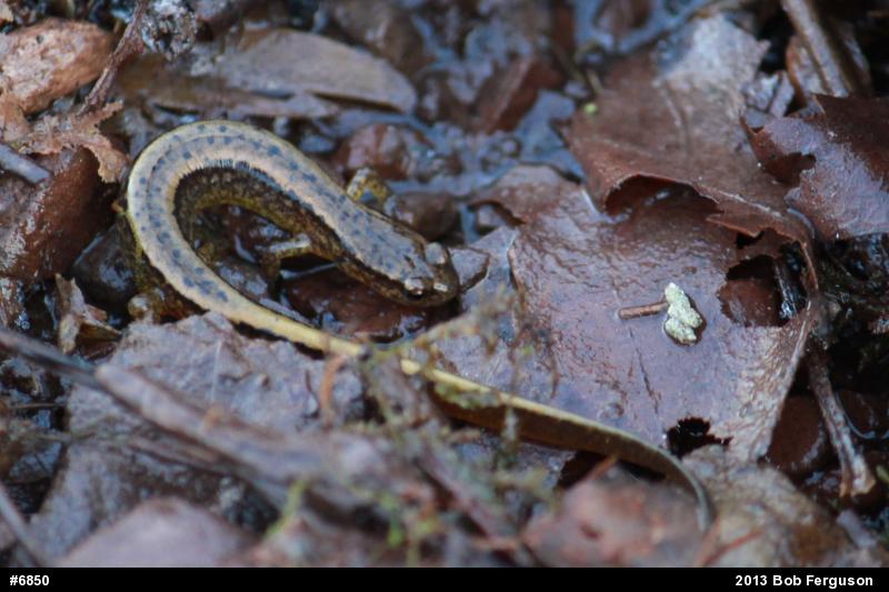 Northern Two-lined Salamander