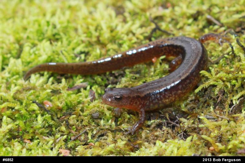 Northern Two-lined Salamander