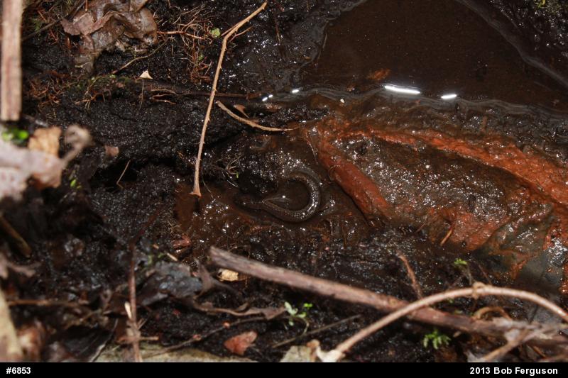 Northern Two-lined Salamander