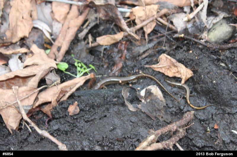Northern Two-lined Salamander