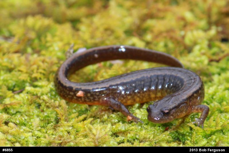 Northern Two-lined Salamander