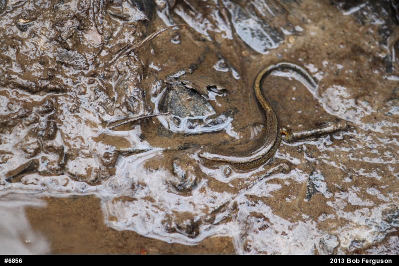 Northern Two-lined Salamander