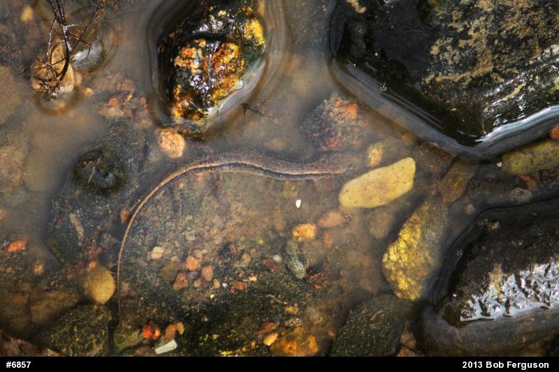 Northern Two-lined Salamander