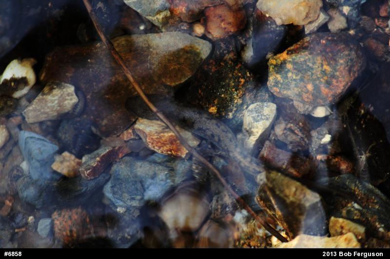 Northern Two-lined Salamander