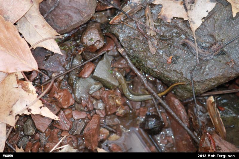 Northern Two-lined Salamander