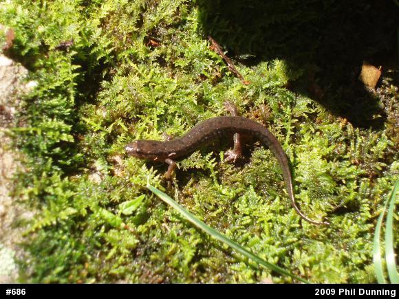 Northern Dusky Salamander