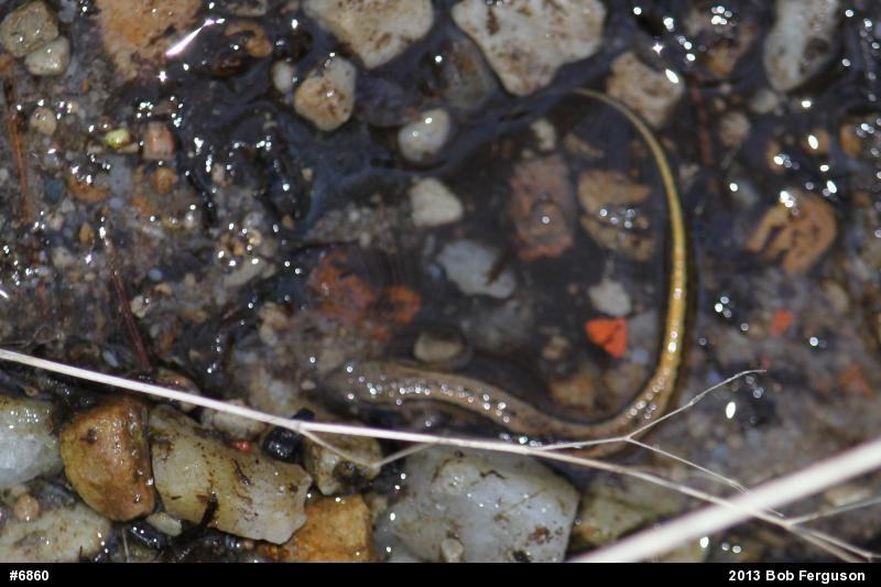 Northern Two-lined Salamander