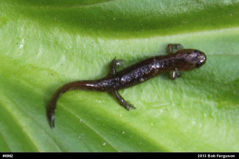 Northern Dusky Salamander