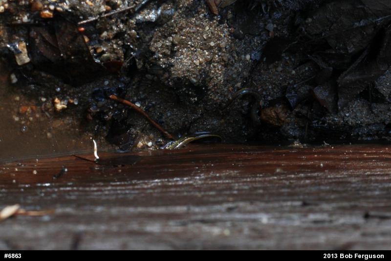 Northern Two-lined Salamander