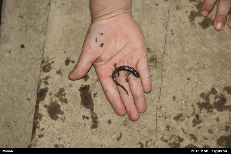 Northern Two-lined Salamander