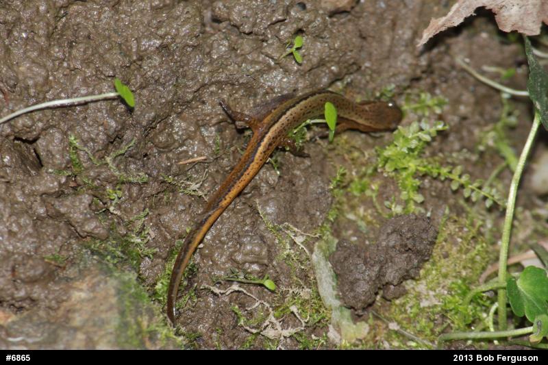 Northern Two-lined Salamander