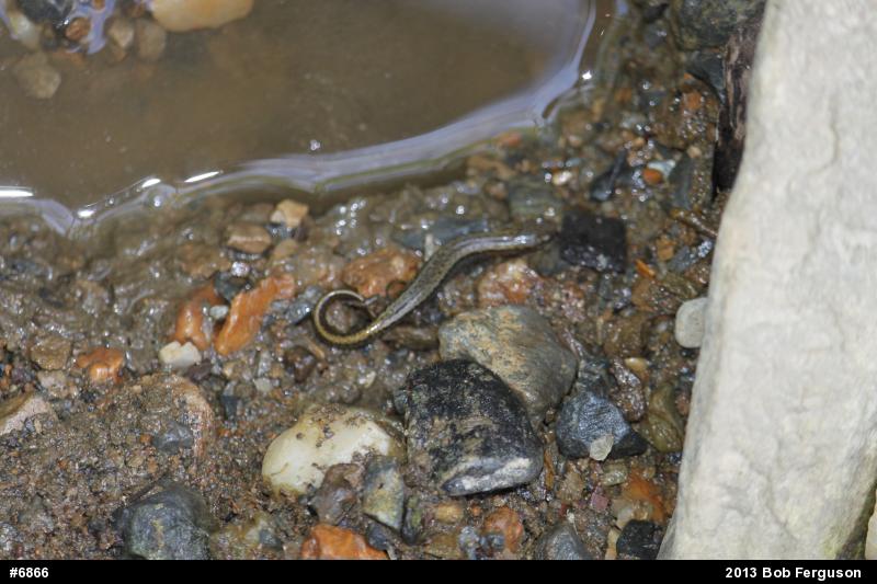Northern Two-lined Salamander