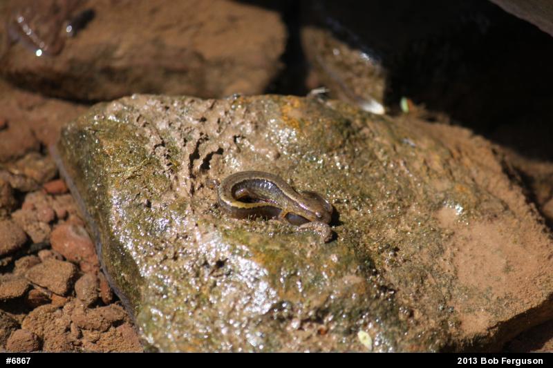 Northern Two-lined Salamander