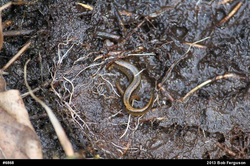 Northern Two-lined Salamander