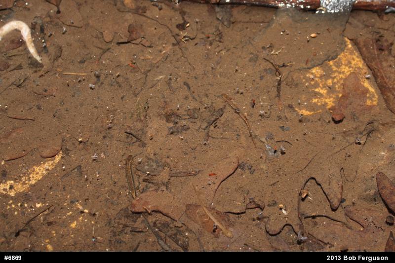 Northern Two-lined Salamander