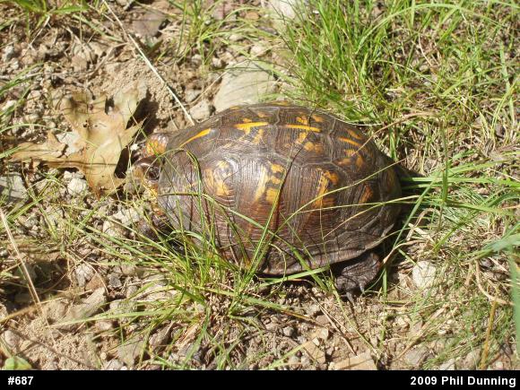 Eastern Box Turtle