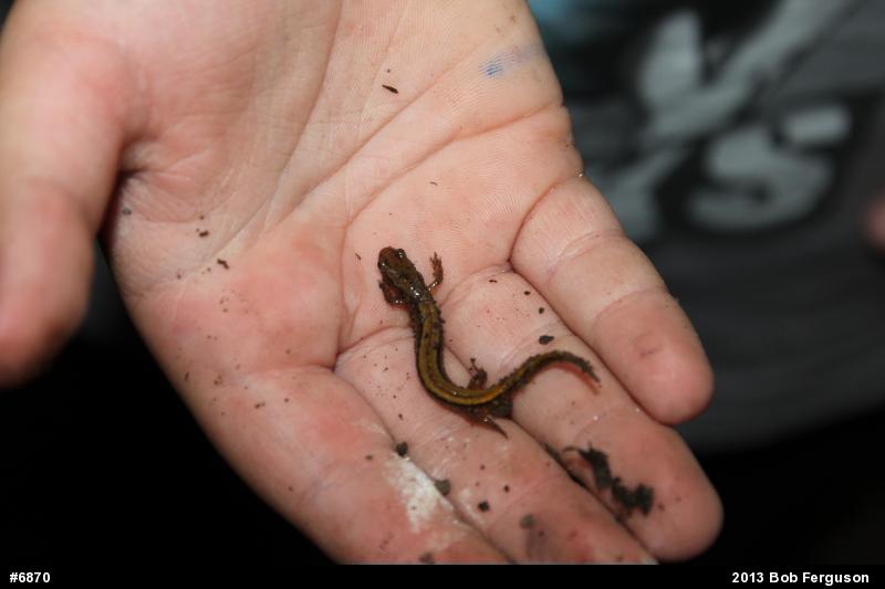 Northern Two-lined Salamander