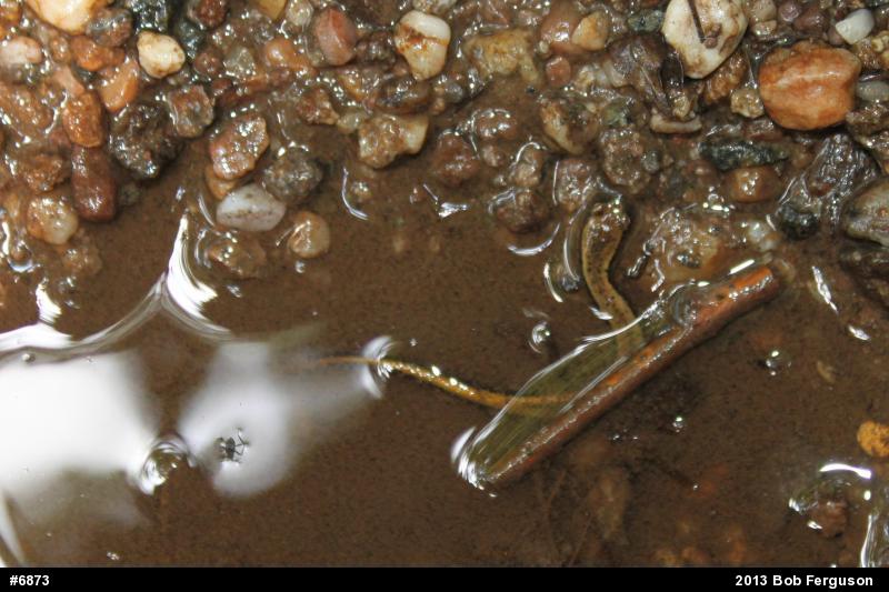 Northern Two-lined Salamander