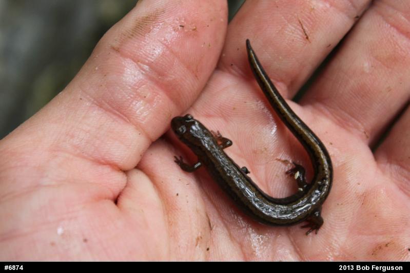Northern Two-lined Salamander