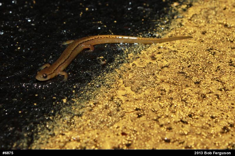 Northern Two-lined Salamander