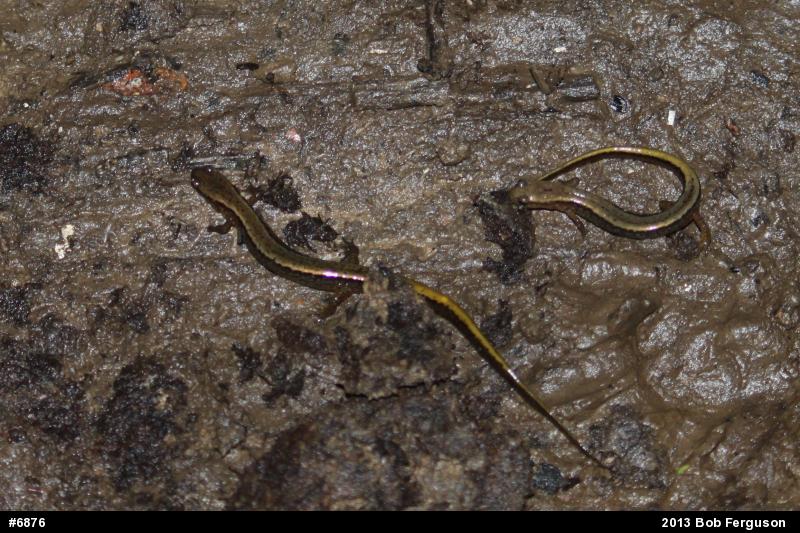 Northern Two-lined Salamander