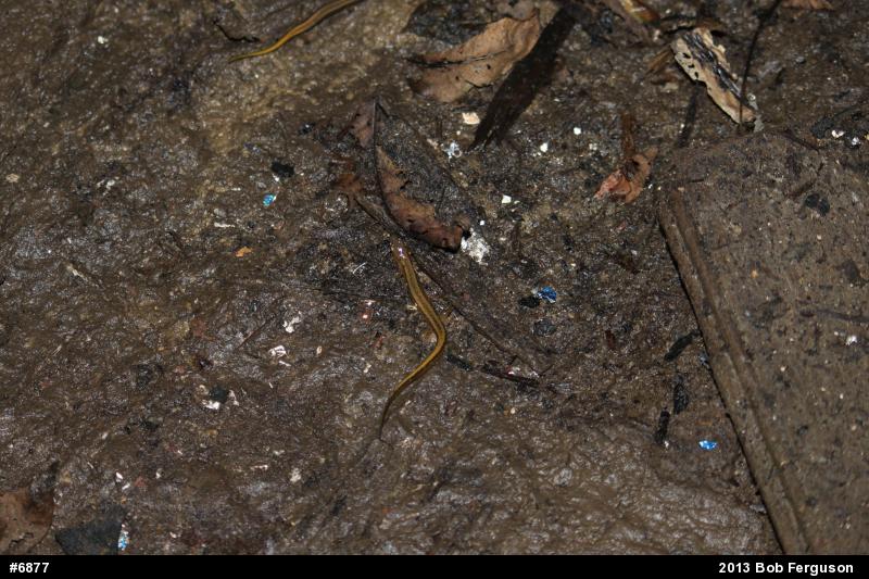 Northern Two-lined Salamander