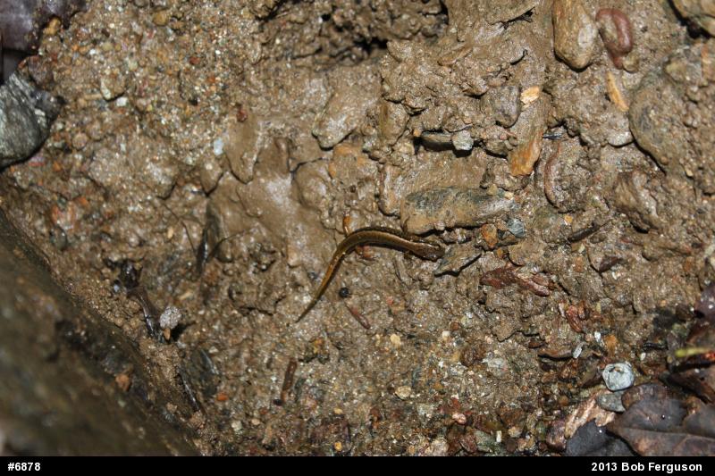 Northern Two-lined Salamander