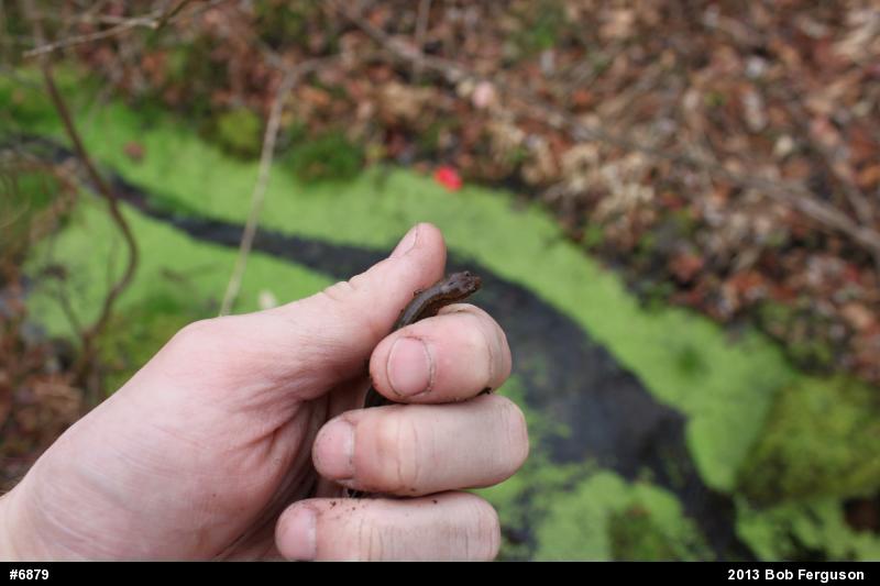 Northern Two-lined Salamander