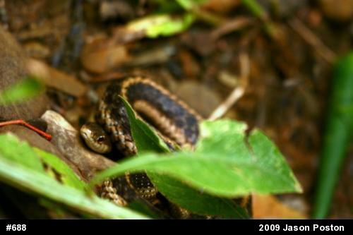 Eastern Gartersnake