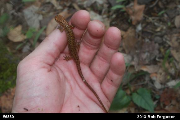 Eastern Long-tailed Salamander