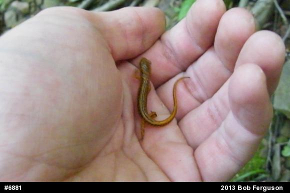Eastern Long-tailed Salamander
