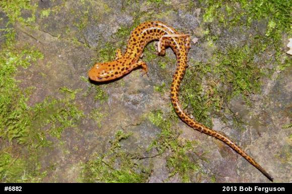 Eastern Long-tailed Salamander