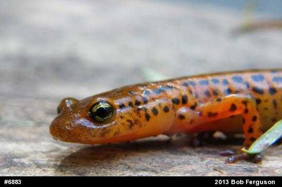Eastern Long-tailed Salamander