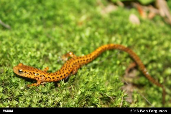 Eastern Long-tailed Salamander