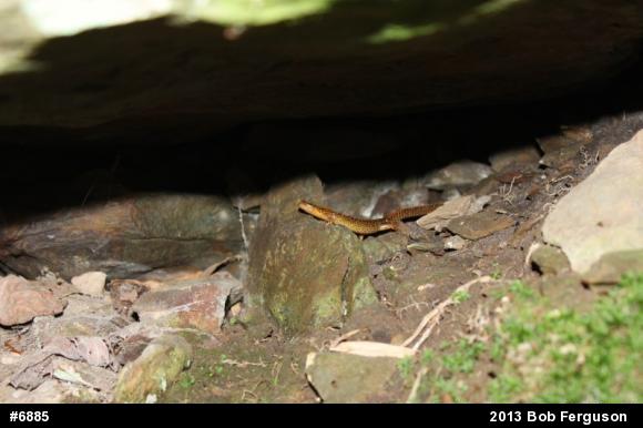 Eastern Long-tailed Salamander