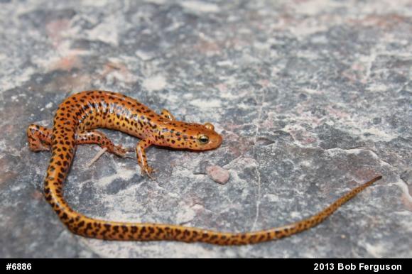Eastern Long-tailed Salamander