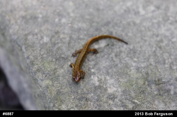 Eastern Long-tailed Salamander