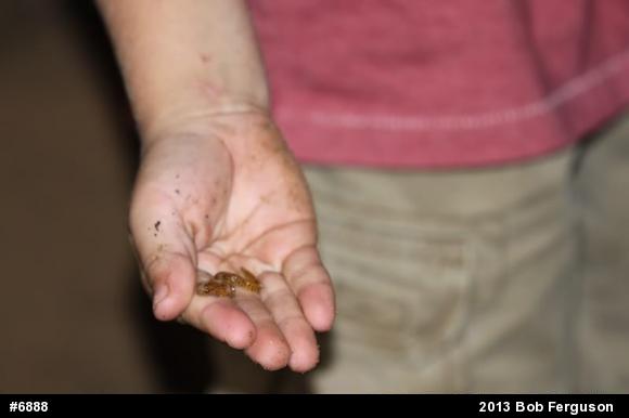Eastern Long-tailed Salamander
