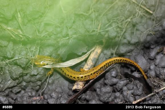 Eastern Long-tailed Salamander