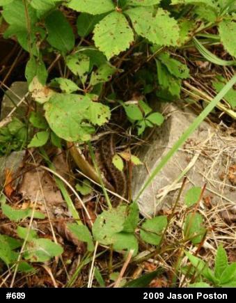 Eastern Gartersnake
