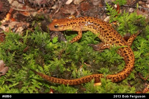 Eastern Long-tailed Salamander