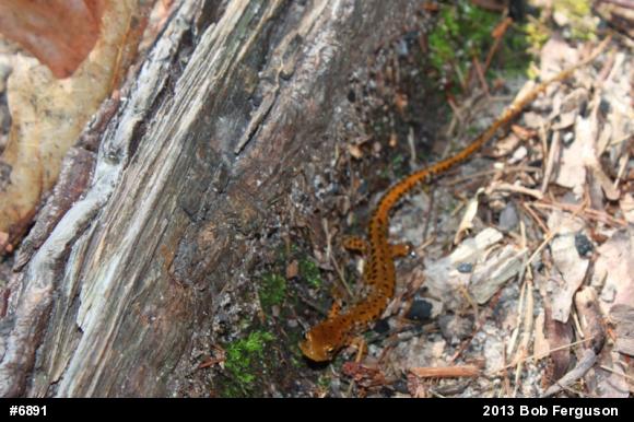 Eastern Long-tailed Salamander
