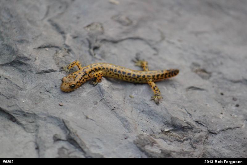 Eastern Long-tailed Salamander